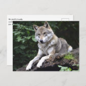 Wolf in het bos briefkaart (Voorkant / Achterkant)