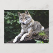 Wolf in het bos briefkaart (Voorkant)