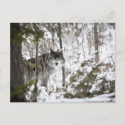 Wolf in het bos in de winter briefkaart (Voorkant)