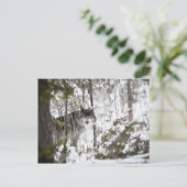 Wolf in het bos in de winter briefkaart (Staand voorkant)