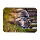 Wolf in het bos magneet (Horizontaal)