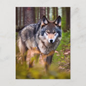 Wolf in het Briefkaart van de bossen (Voorkant)