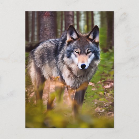 Wolf in het Briefkaart van de bossen (Voorkant)
