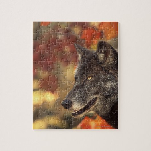 Wolf in het najaar legpuzzel (Verticaal)