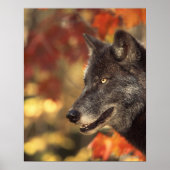 Wolf in het najaar poster (Voorkant)