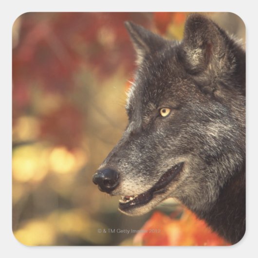 Wolf in het najaar vierkante sticker (Voorkant)