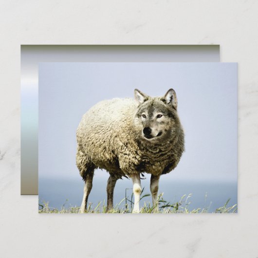 Wolf in Sheep Clothing Briefkaart (Voorkant / Achterkant)