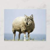 Wolf in Sheep Clothing Briefkaart (Voorkant)