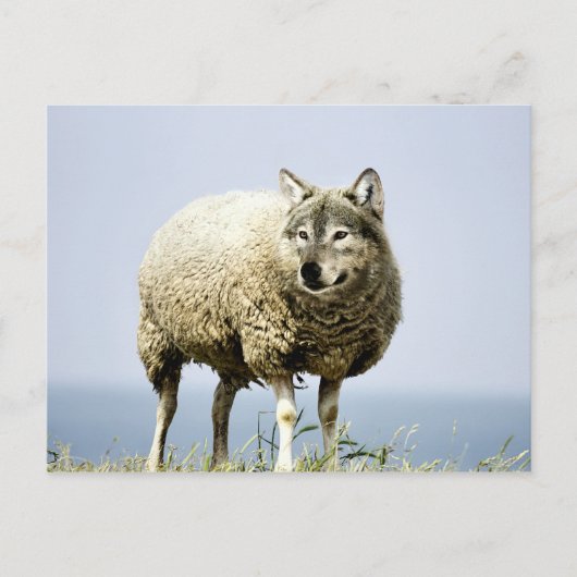 Wolf in Sheep Clothing Briefkaart (Voorkant)