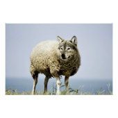 Wolf in Sheep Clothing Perfect Poster (Voorkant)