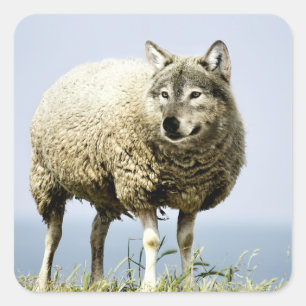 Wolf in Sheep Clothing Vierkante Sticker