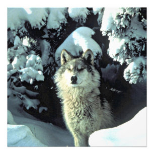 Wolf in stille winterbos foto afdruk