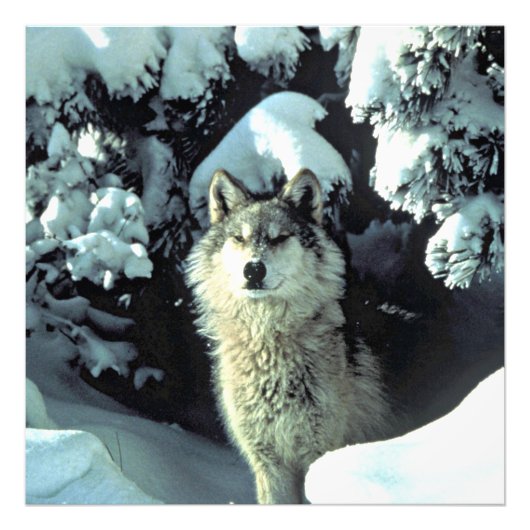 Wolf in stille winterbos foto afdruk (Voorkant)