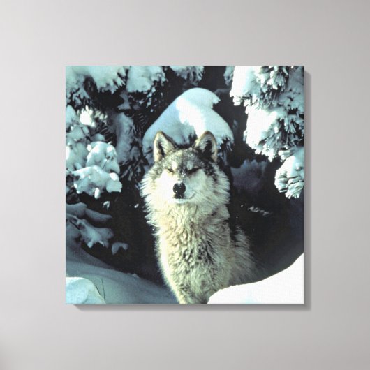 Wolf in stille winterbos Kunstwerk Canvas Afdruk (Voorkant)
