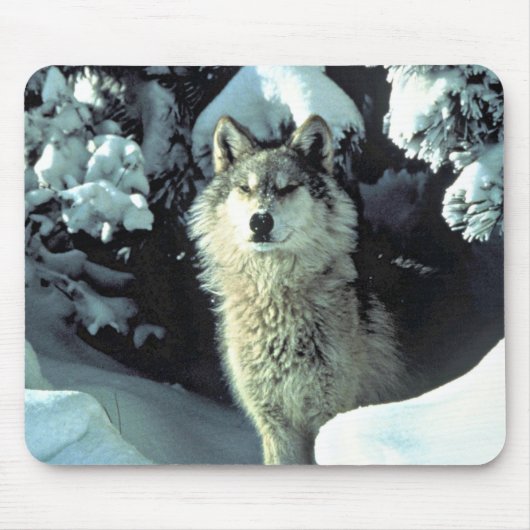 Wolf in winter bos starend muismat (Voorkant)