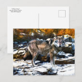 "Wolf in Winter" Briefkaart (Voorkant / Achterkant)