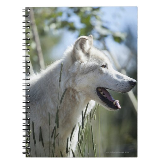 Wolf in Yellowstone 2 Notitieboek (Voorkant)