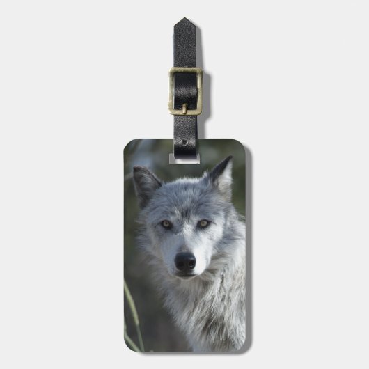 Wolf in Yellowstone Bagagelabel (Voorkant verticaal)
