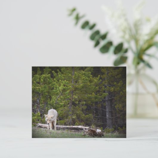 Wolf in Yellowstone Briefkaart (Staand voorkant)