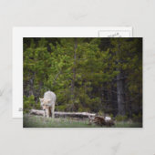 Wolf in Yellowstone Briefkaart (Voorkant / Achterkant)