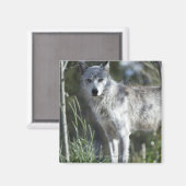 Wolf in Yellowstone Magneet (Voorkant / Achterkant)