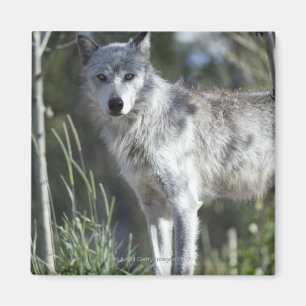 Wolf in Yellowstone Magneet