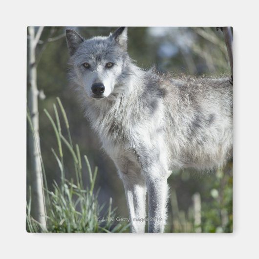 Wolf in Yellowstone Magneet (Voorkant)