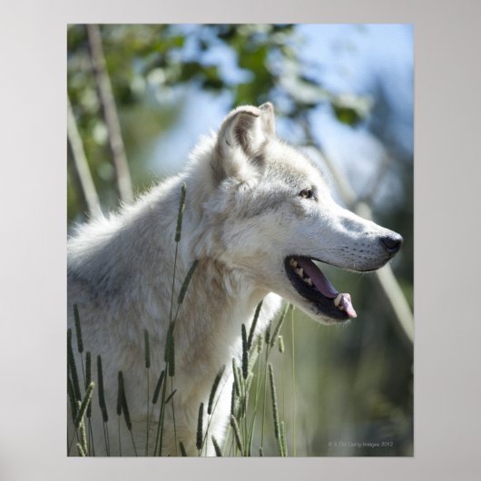 Wolf in Yellowstone. Poster (Voorkant)