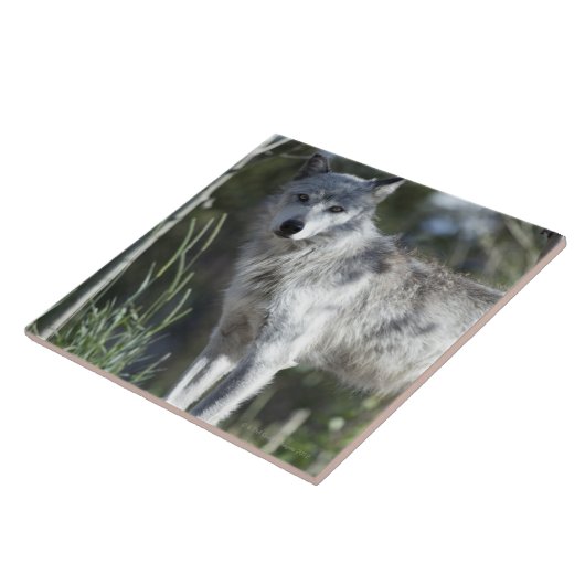 Wolf in Yellowstone Tegeltje (Zijkant)