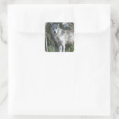 Wolf in Yellowstone Vierkante Sticker (Tas)