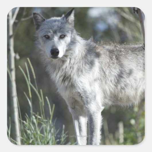 Wolf in Yellowstone Vierkante Sticker (Voorkant)