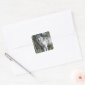 Wolf in Yellowstone Vierkante Sticker (Envelop)