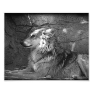 Wolf in zwart en wit foto afdruk