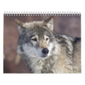 wolf kalender (Hoes)