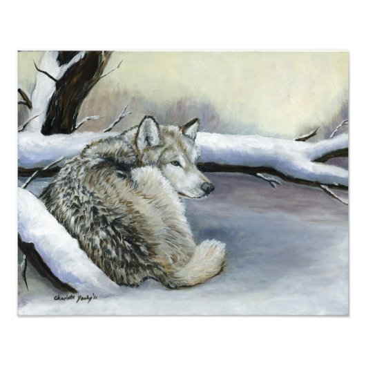 Wolf Laying in Snow Art Photo Print Foto Afdruk (Voorkant)