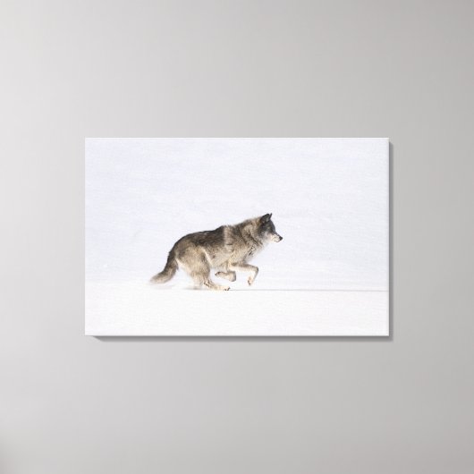 Wolf loopt in de sneeuw 2 canvas afdruk (Voorkant)