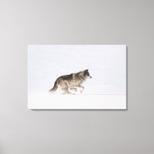 Wolf loopt in de sneeuw 2 canvas afdruk