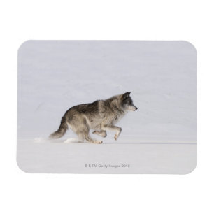 Wolf loopt in de sneeuw 2 magneet