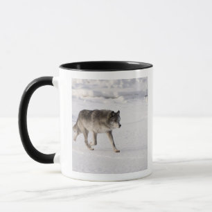 Wolf loopt in de sneeuw mok