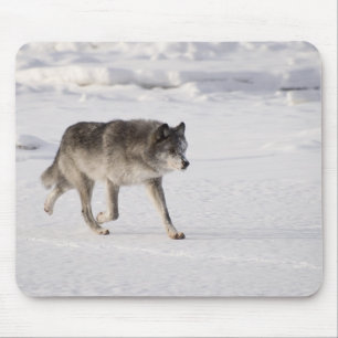Wolf loopt in de sneeuw muismat