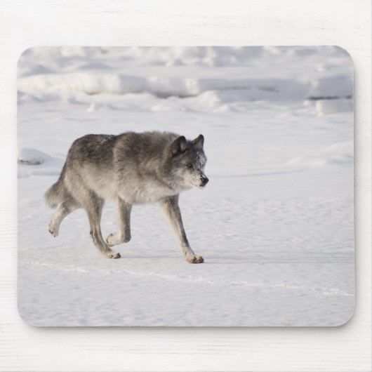 Wolf loopt in de sneeuw muismat (Voorkant)
