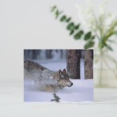 Wolf loopt in sneeuw briefkaart (Staand voorkant)