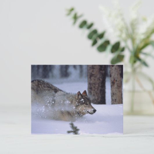 Wolf loopt in sneeuw briefkaart (Staand voorkant)