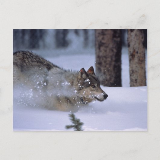 Wolf loopt in sneeuw briefkaart (Voorkant)