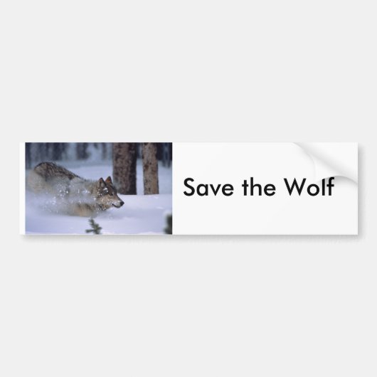 Wolf loopt in sneeuw bumpersticker (Voorkant)