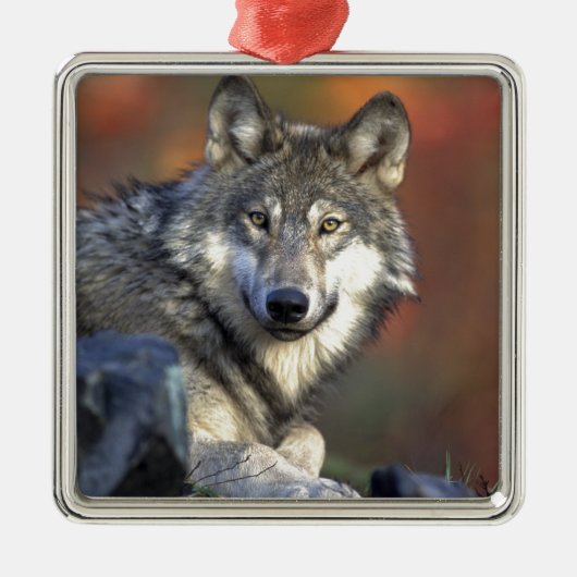 Wolf Lovers Art Metalen Ornament (Voorkant)