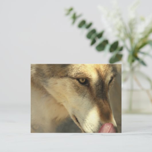 Wolf Lunch Briefkaart (Staand voorkant)