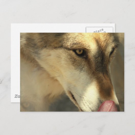 Wolf Lunch Briefkaart (Voorkant / Achterkant)