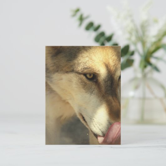 Wolf Lunch Briefkaart (Staand voorkant)