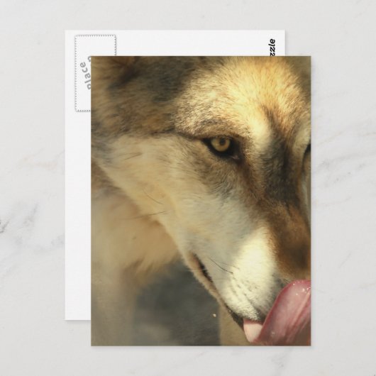 Wolf Lunch Briefkaart (Voorkant / Achterkant)